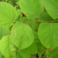 Japanese Knotweed